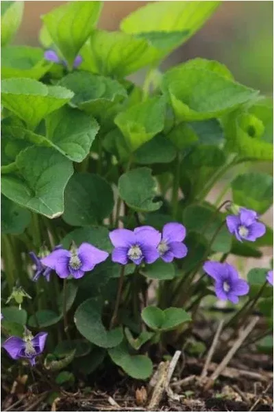 Viola sororia Violet