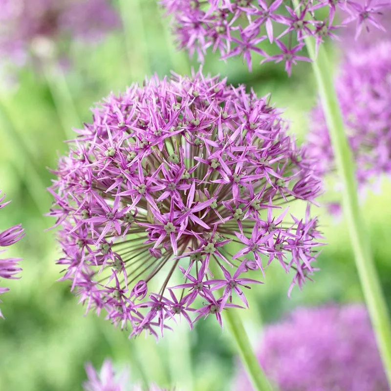 violet-beauty-allium Violet Beauty Allium