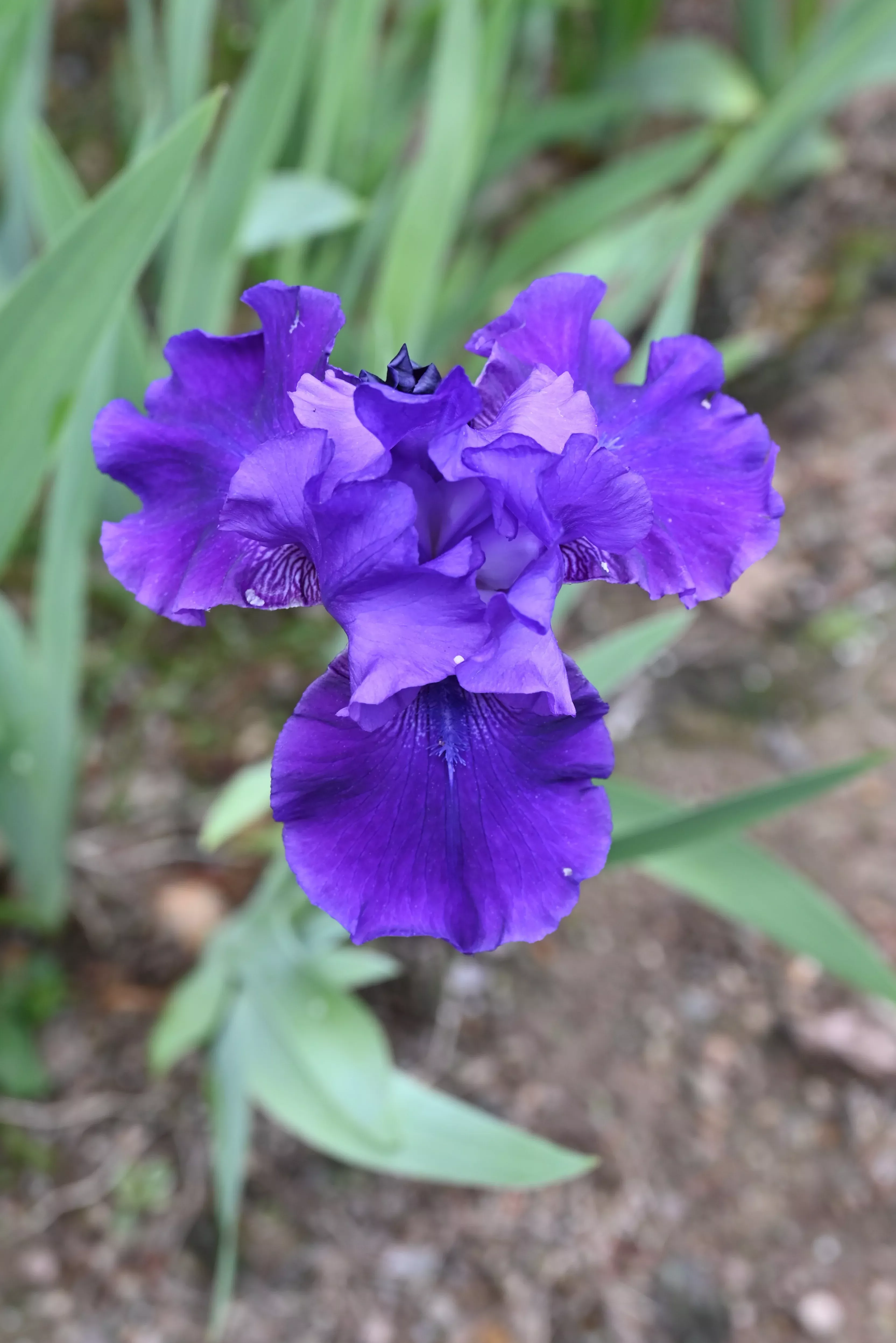 Violet Classic
