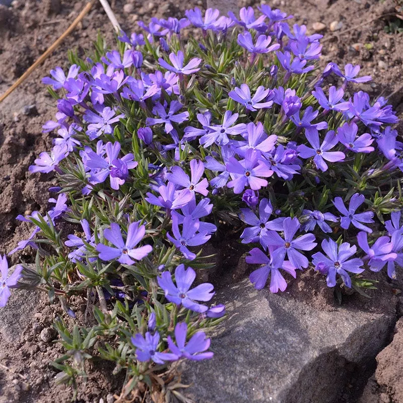 violet-pinwheels-phlox Violet Pinwheels Phlox
