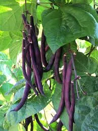 violetta-rampicante-bean Violetta Rampicante Bean