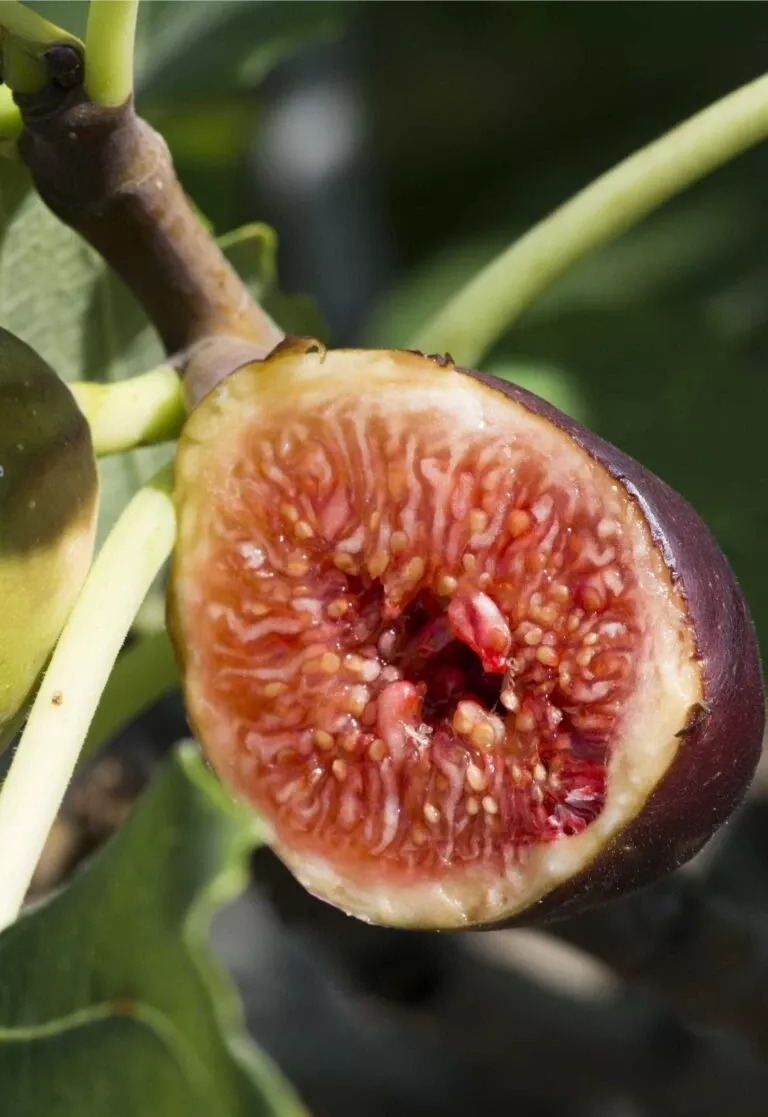 violette-de-bordeaux-fig-negronne Violette De Bordeaux Fig (Negronne)