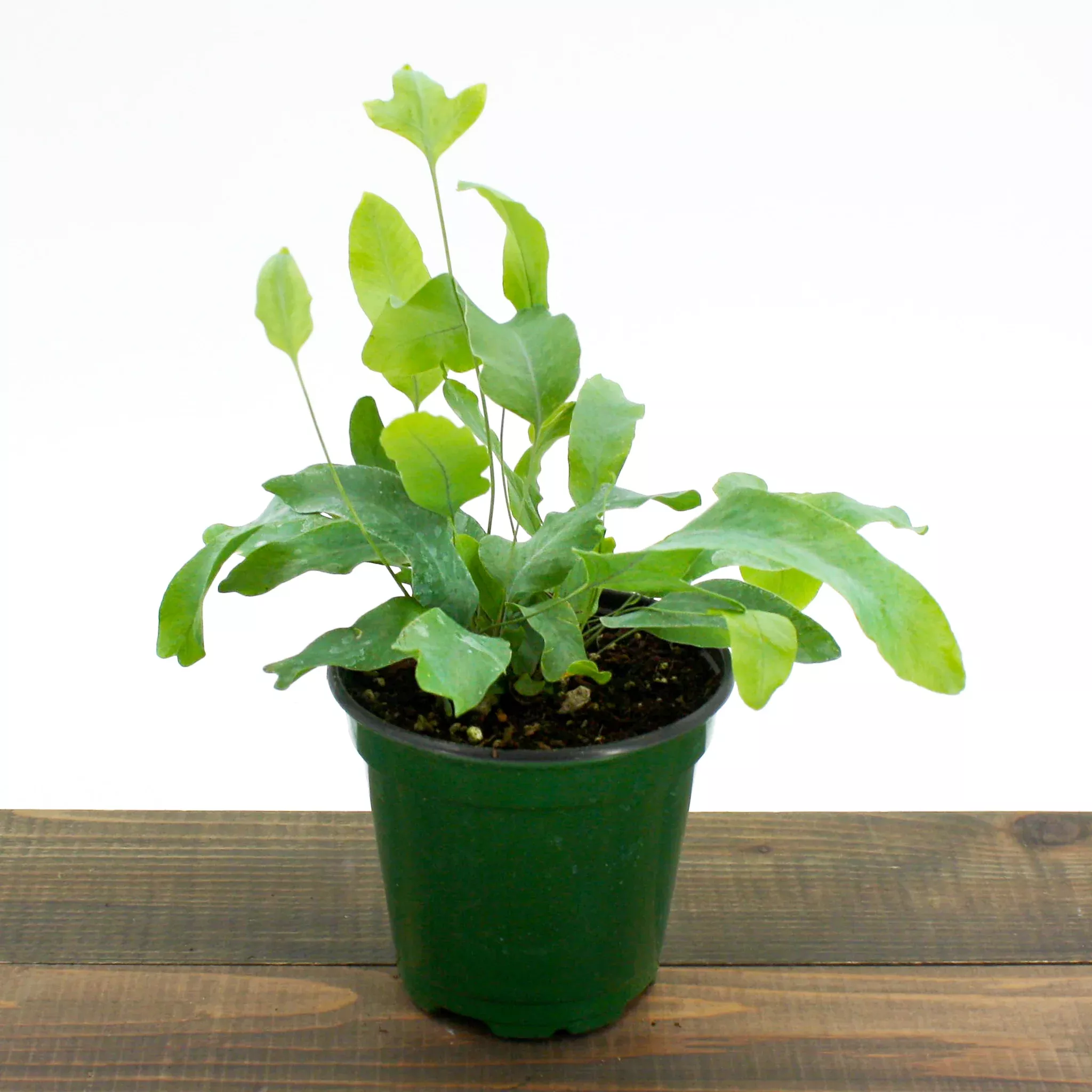 Virginia Blue Fern