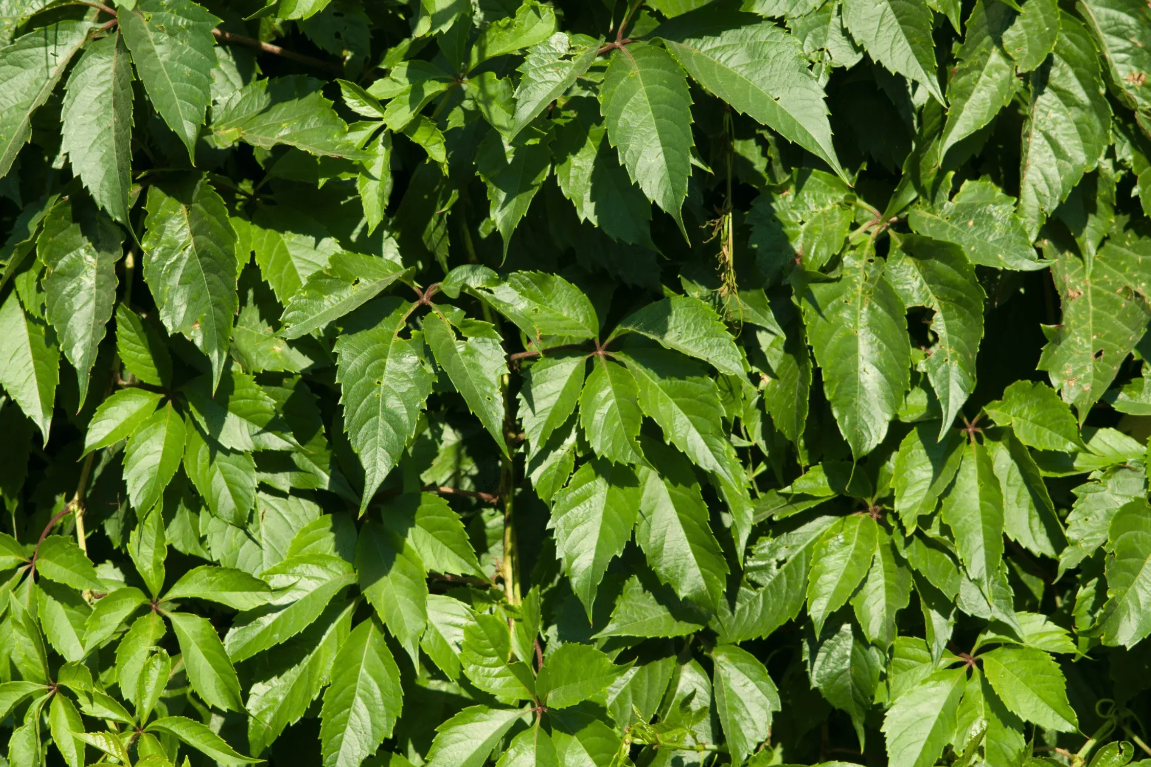 virginia-creeper Virginia Creeper