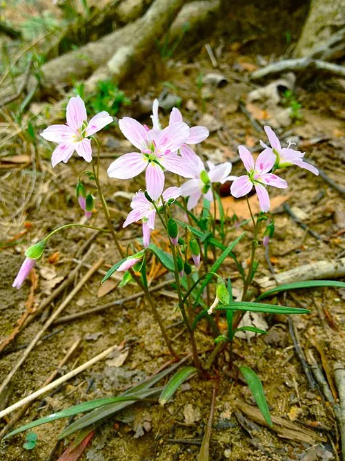 Virginia Spring Beauty