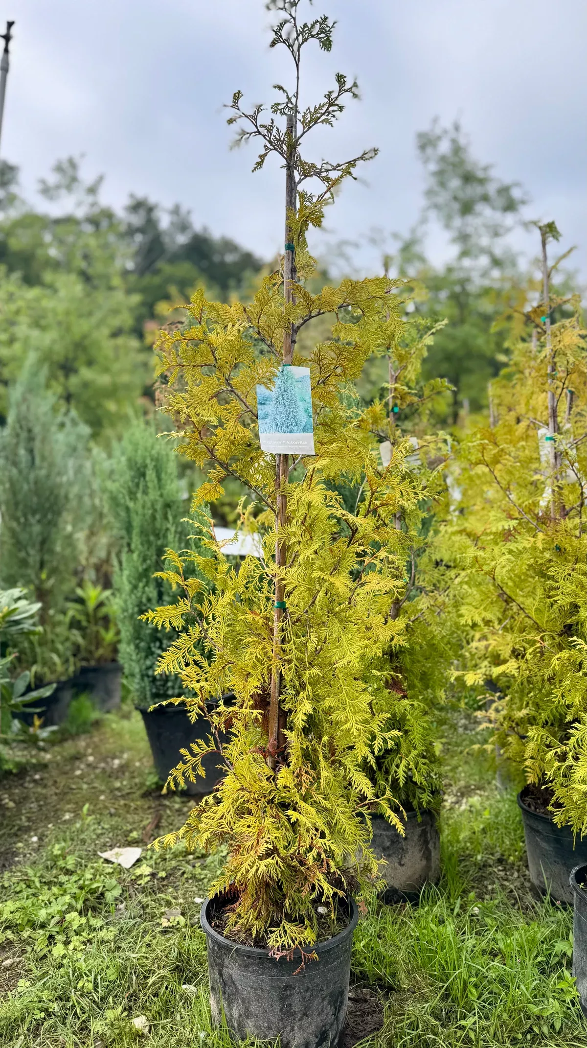 virginian-arborvitae Virginian Arborvitae