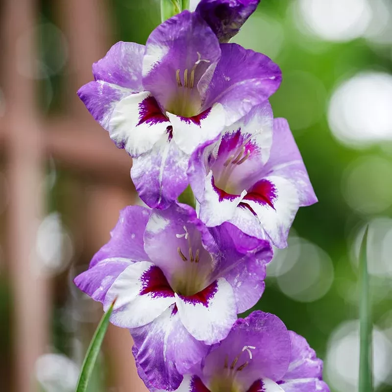 vista-gladiolus Vista Gladiolus