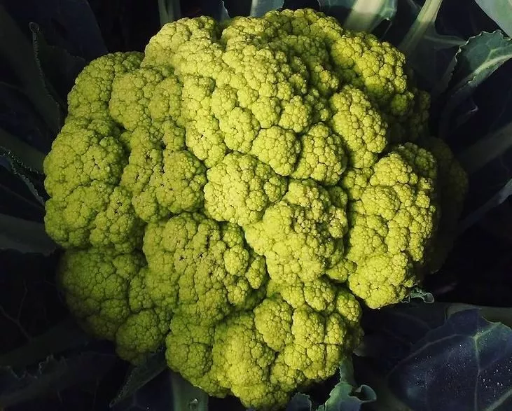 vitaverde-cauliflower Vitaverde Cauliflower