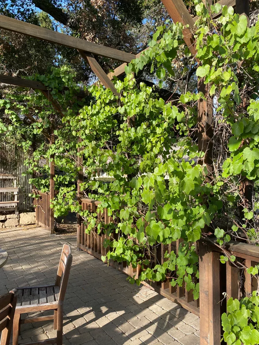 Vitis girdiana Desert Wild Grape