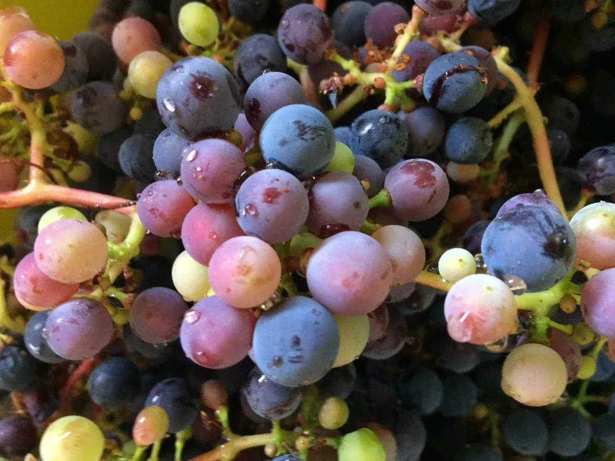 vitis-roger-s-red-roger-s-red-grape Vitis 'Roger's Red' Roger's Red Grape