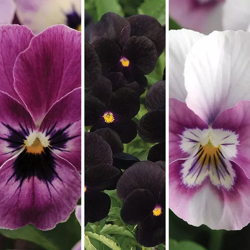 vivid-viola-collection Vivid Viola Collection