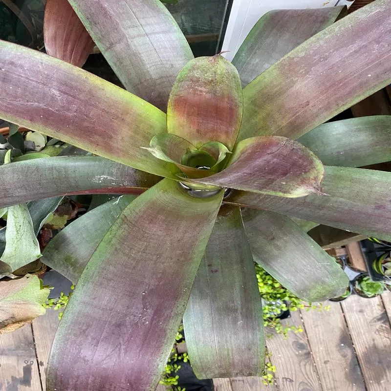 vriesea-julietta Vriesea 'Julietta'