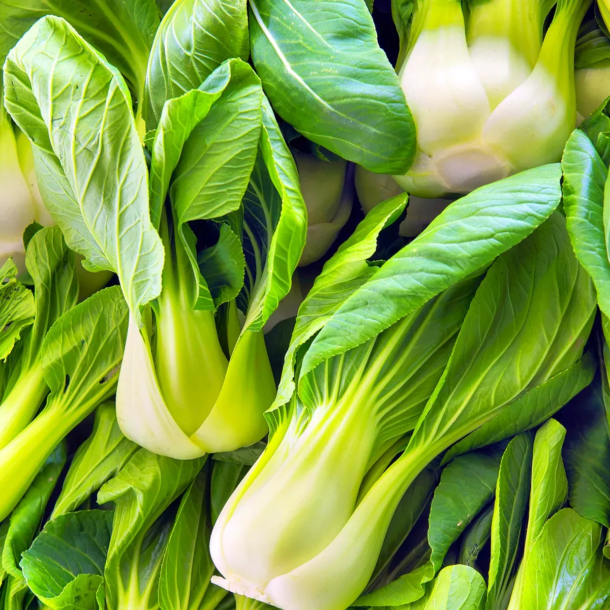 wa-wa-qing-bok-choy Wa Wa Qing Bok Choy