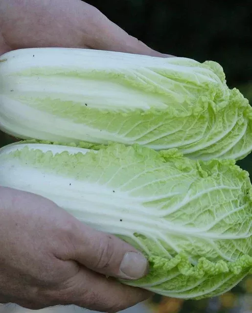 wa-wa-sai-cabbage Wa Wa Sai Cabbage