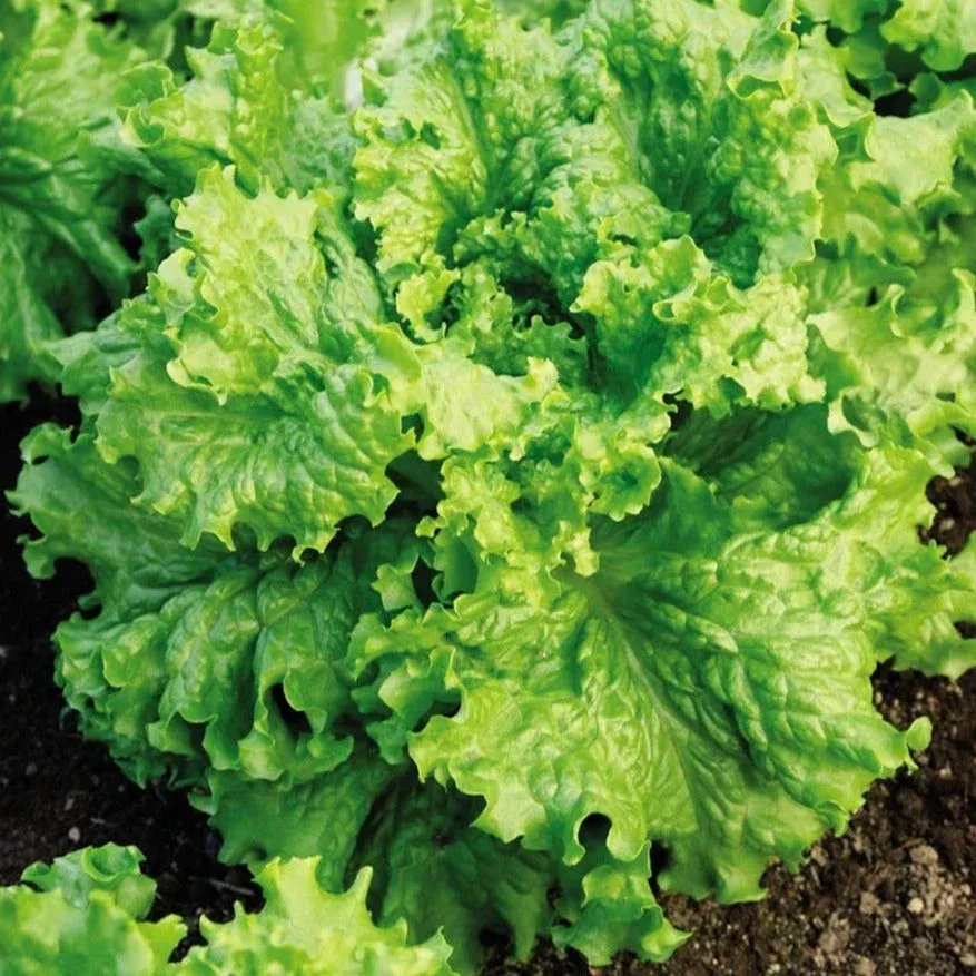 waldmann-s-green-leaf-lettuce Waldmann's Green Leaf Lettuce