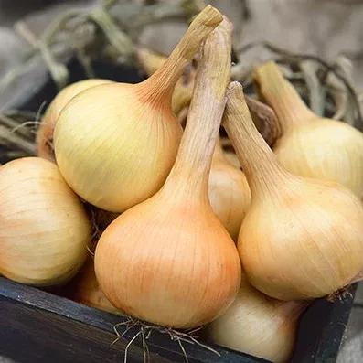walla-walla-sweet-onion Walla Walla Sweet Onion