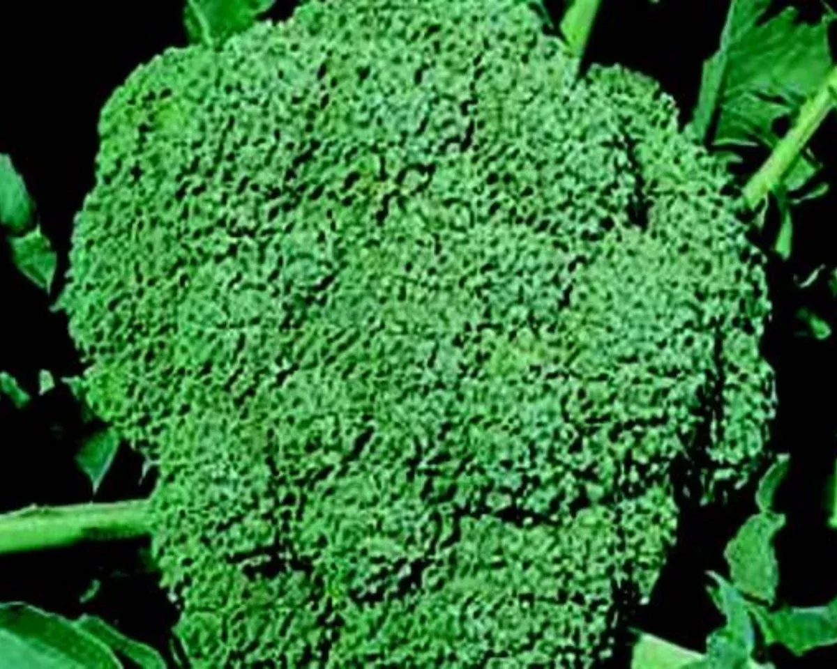 waltham-29-broccoli-seeds Waltham 29 Broccoli Seeds