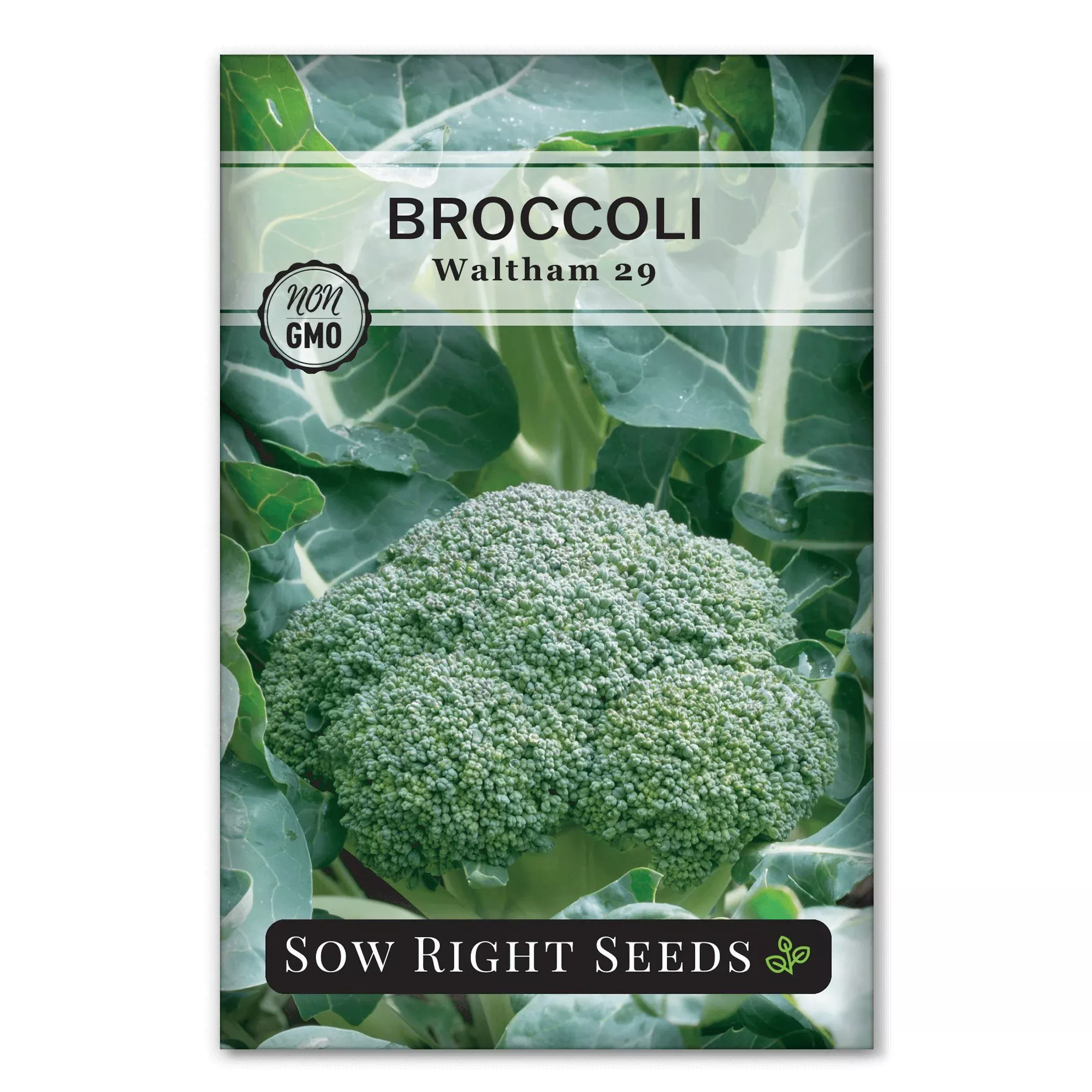 waltham-29-broccoli Waltham 29 Broccoli
