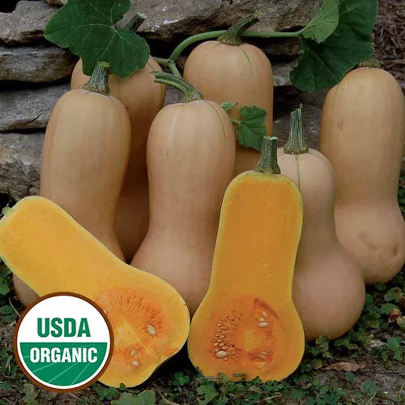 waltham-butternut-squash-seeds-organic Waltham Butternut Squash Seeds, Organic