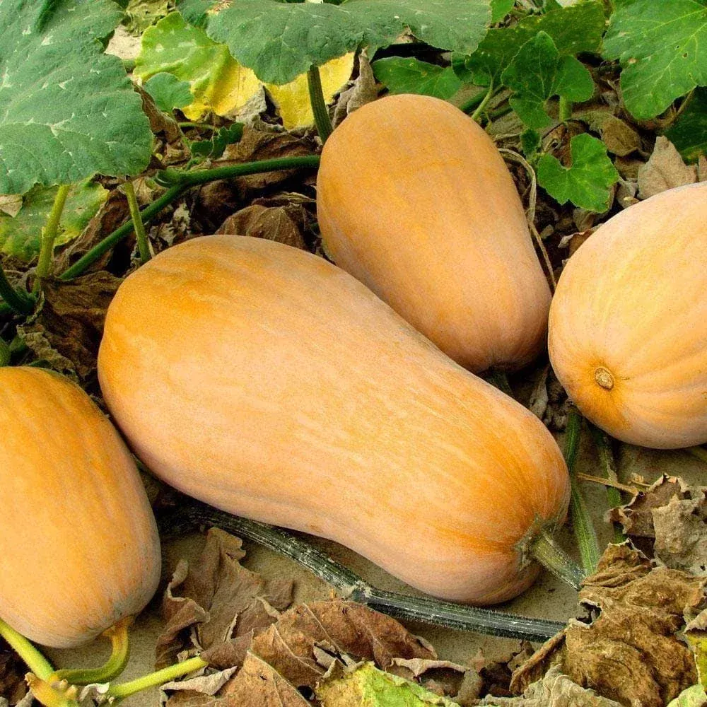 waltham-butternut-squash Waltham Butternut Squash