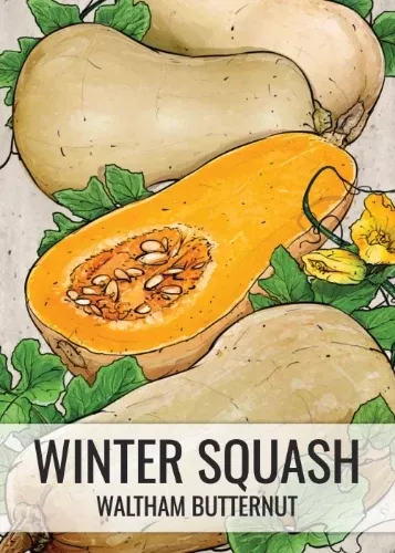 waltham-butternut-winter-squash-seeds-planting-cucurbita-pepo Waltham Butternut Winter Squash Seeds For Planting (Cucurbita pepo)