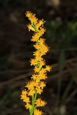 wand-goldenrod Wand Goldenrod