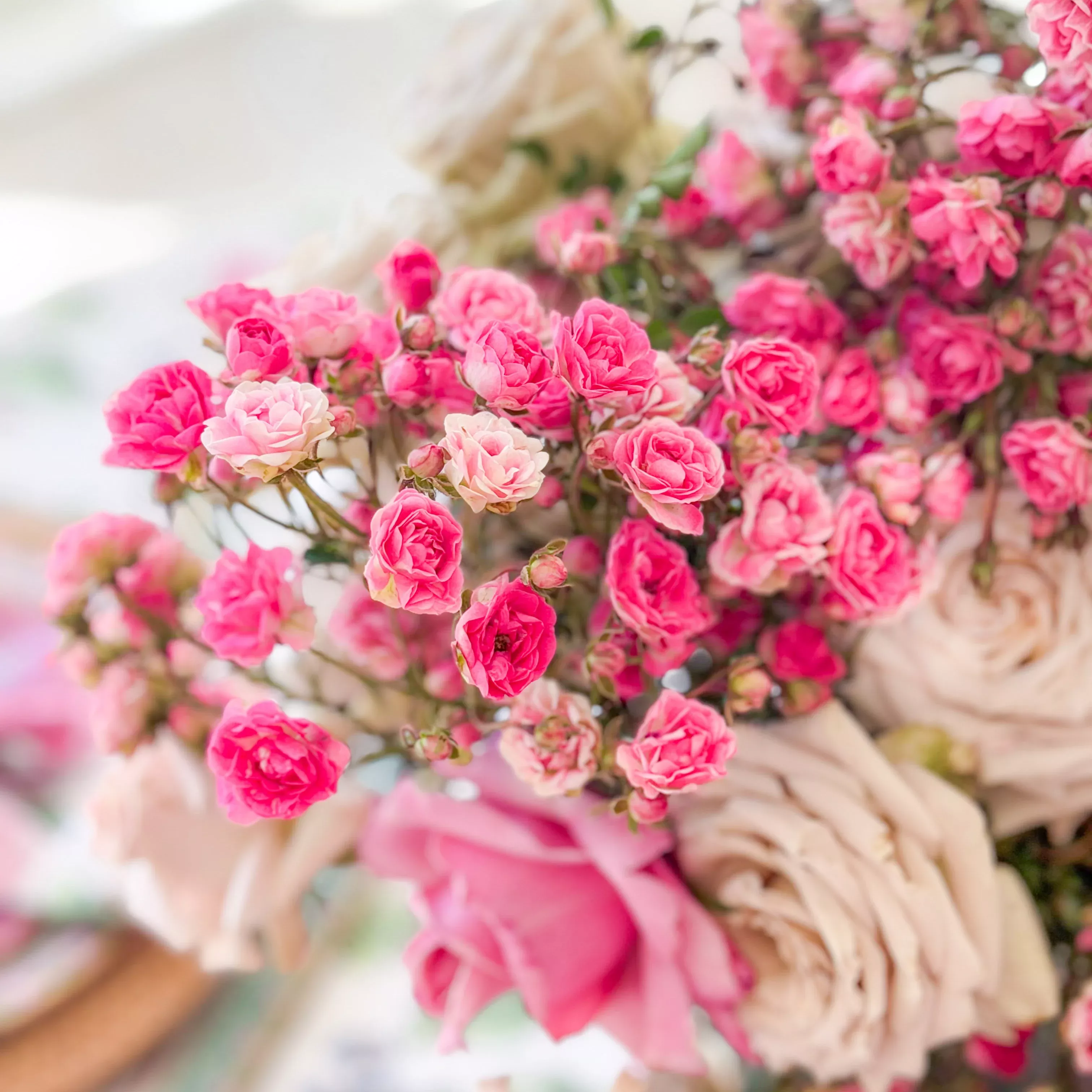 wanderlust-roses-gypsy-potted-rose-bush Wanderlust Roses™ Gypsy™ Potted Rose Bush