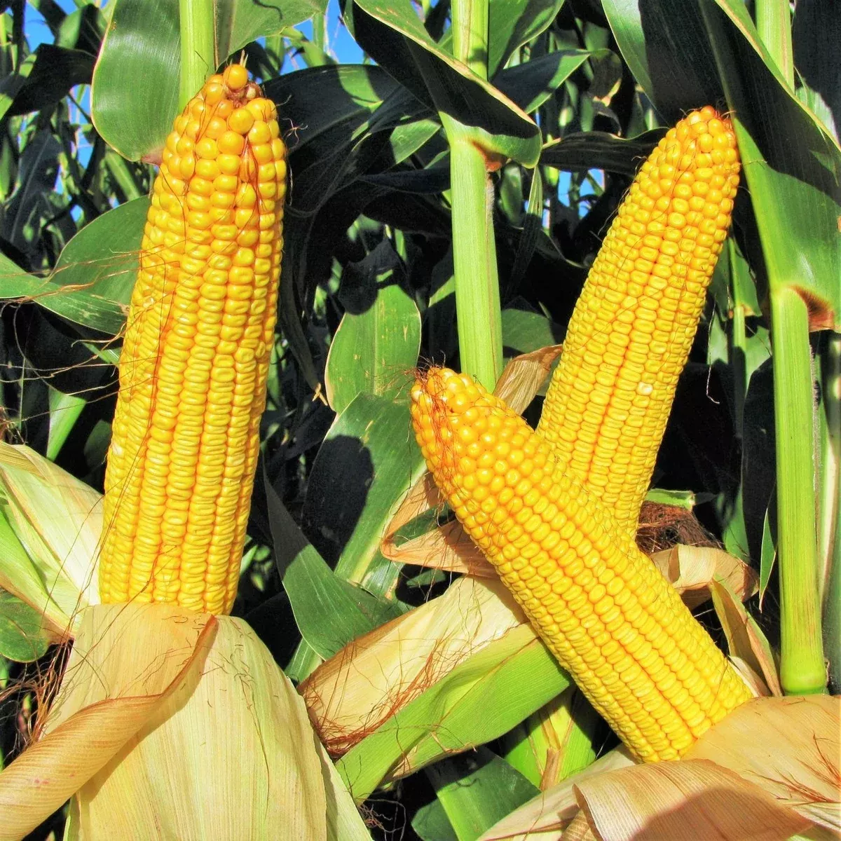 wapsie-valley-grazing-corn Wapsie Valley Grazing Corn