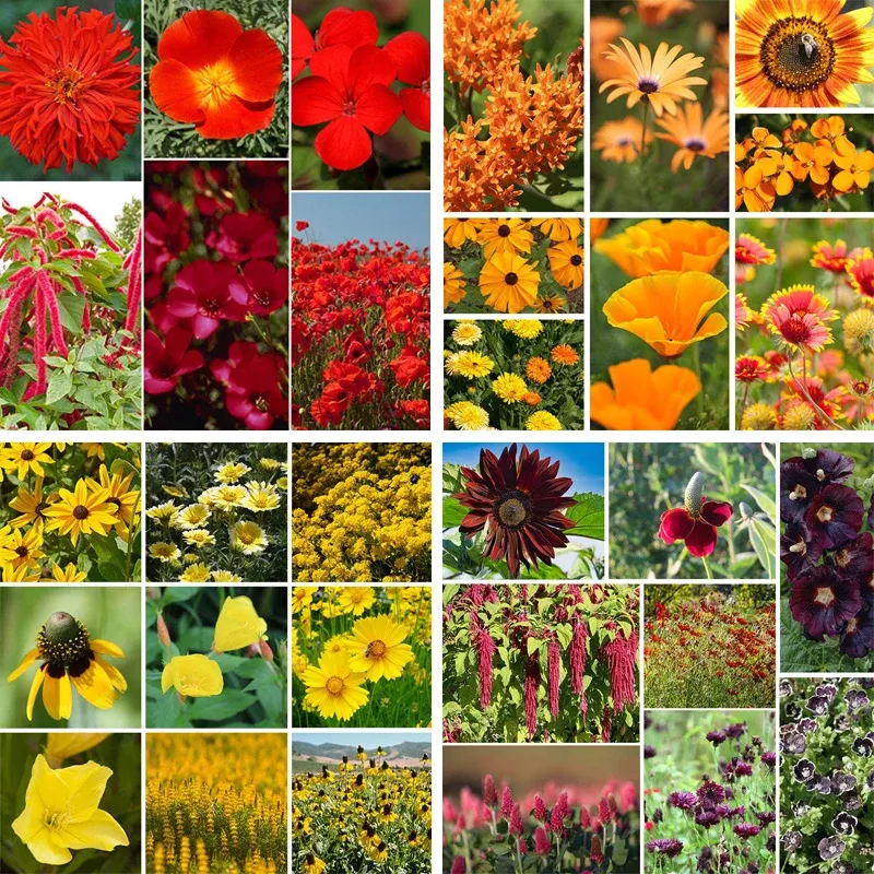 warm-colors-wildflower-seed-patchwork Warm Colors Wildflower Seed Patchwork