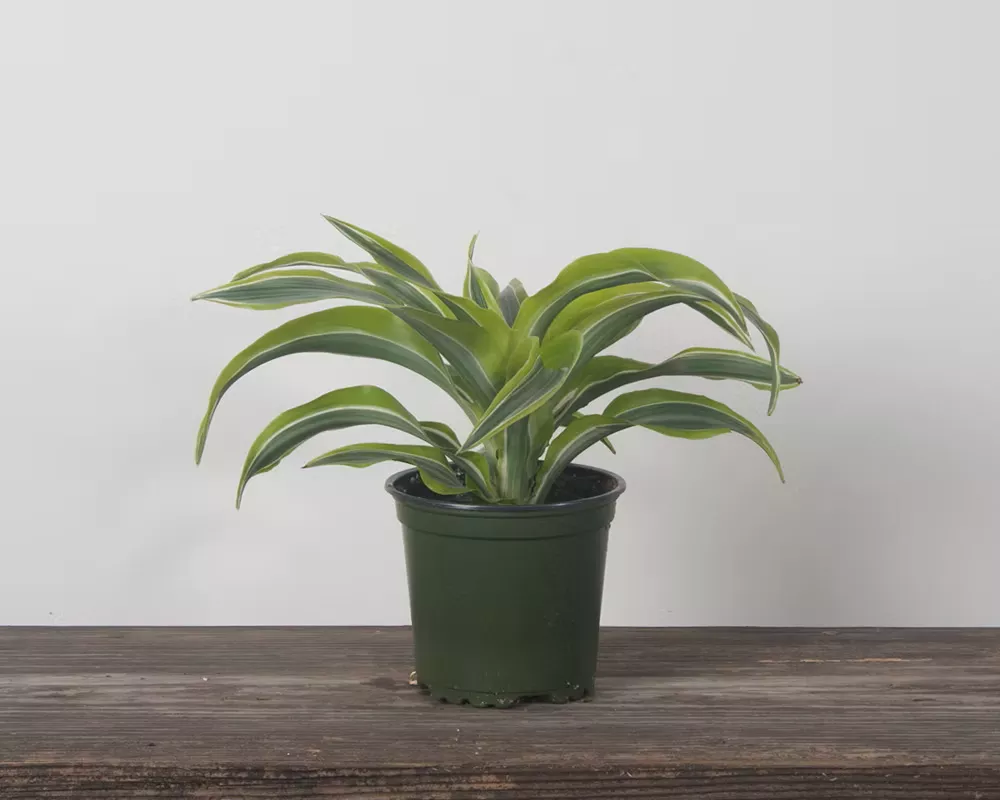 Warneckii 'Lemon Lime'
