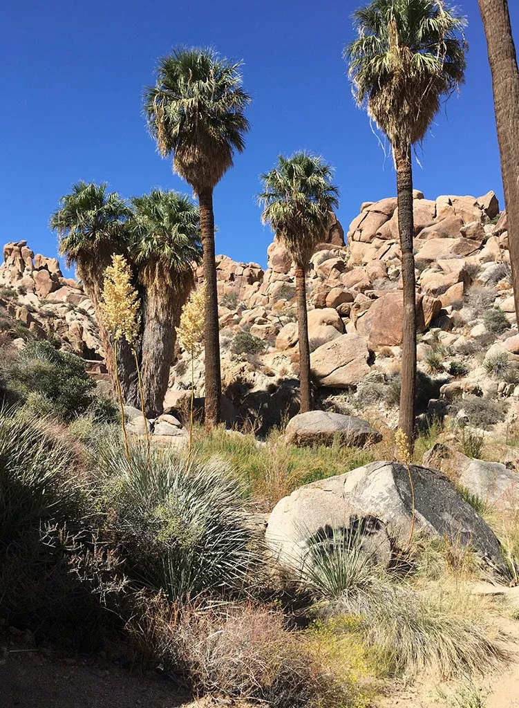 washingtonia-filifera-california-fan-palm-plant Washingtonia filifera - California Fan Palm (Plant)