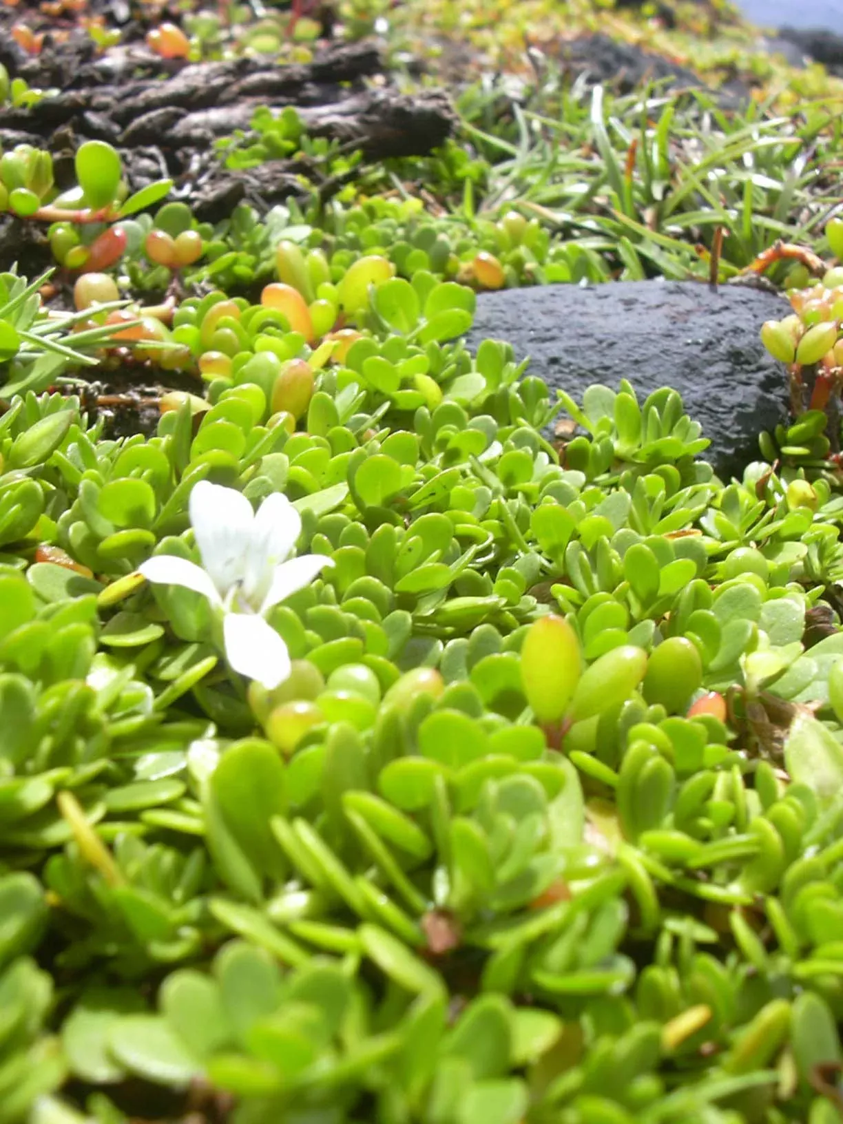 water-hyssop Water Hyssop