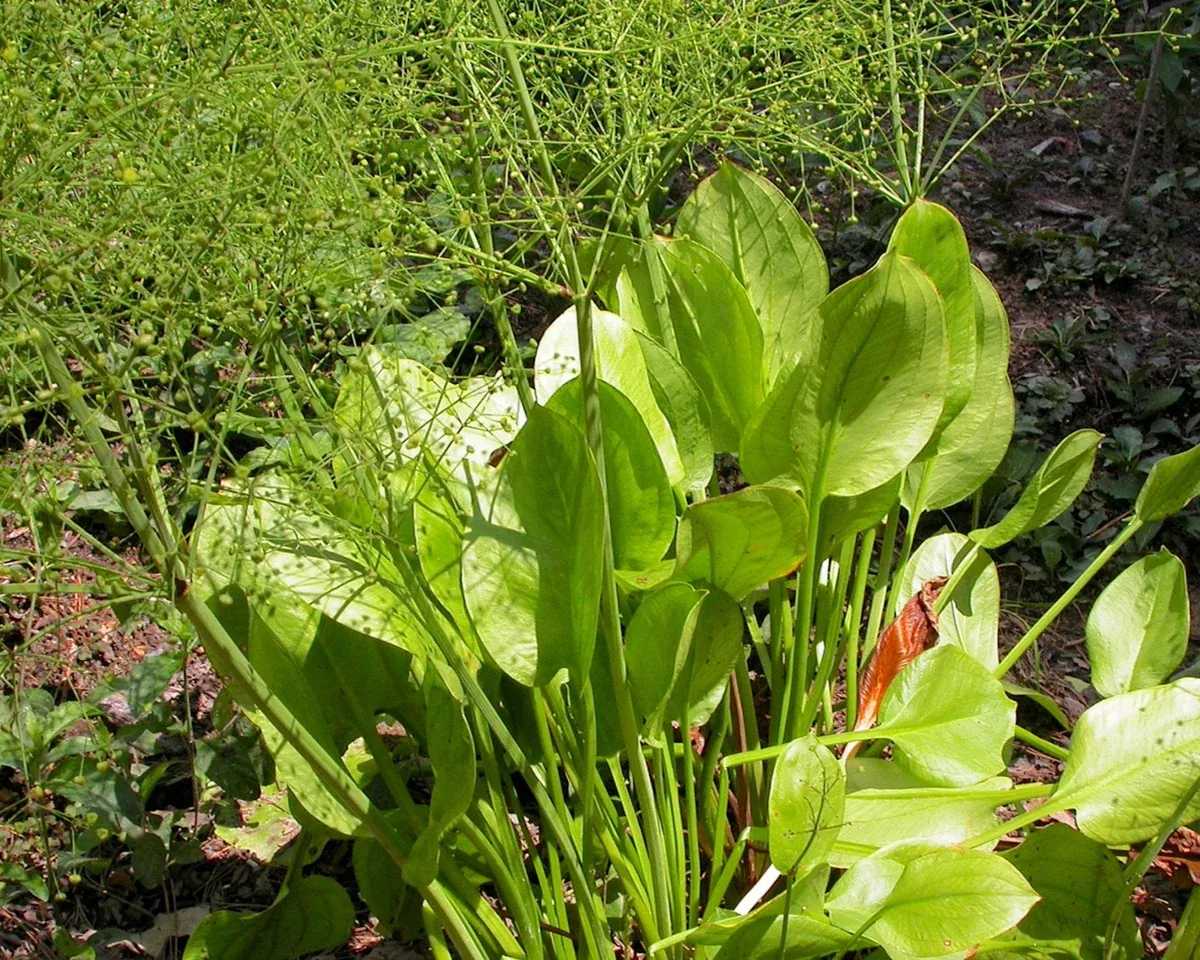 Water Plantain Seeds (Alisma triviale)
