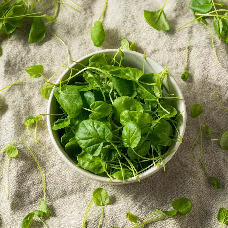 watercress-100-true-seeds Watercress (100% True) seeds