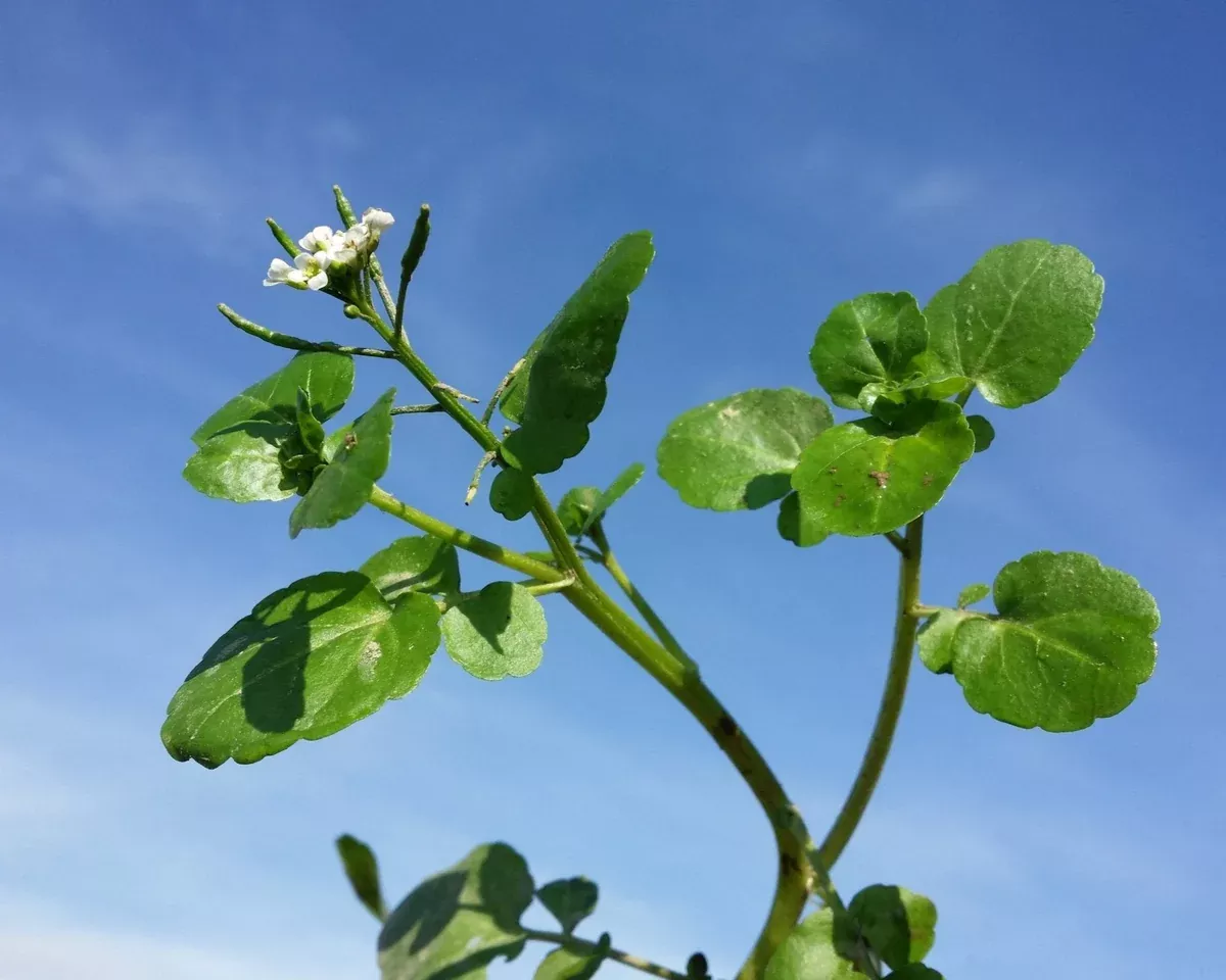 watercress-seeds-nasturtium-officinale Watercress Seeds (Nasturtium officinale)