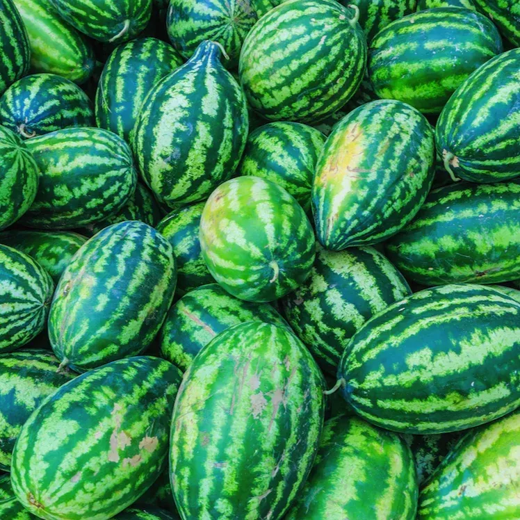 Watermelon - Congo seeds