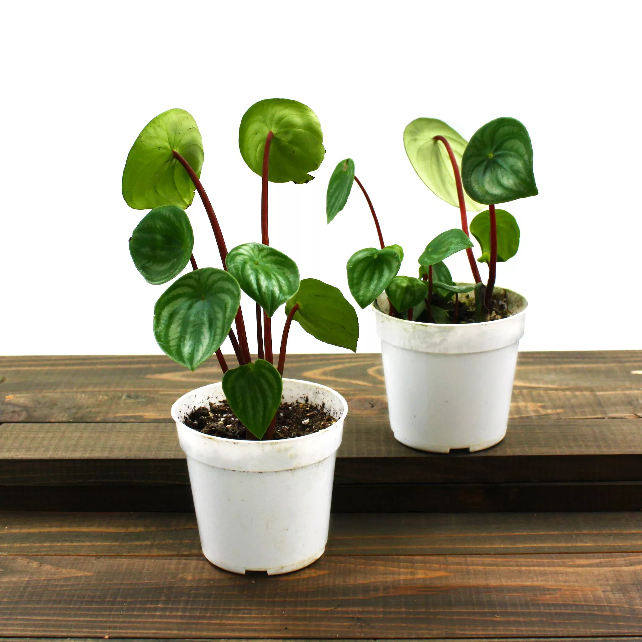 watermelon-peperomia Watermelon Peperomia