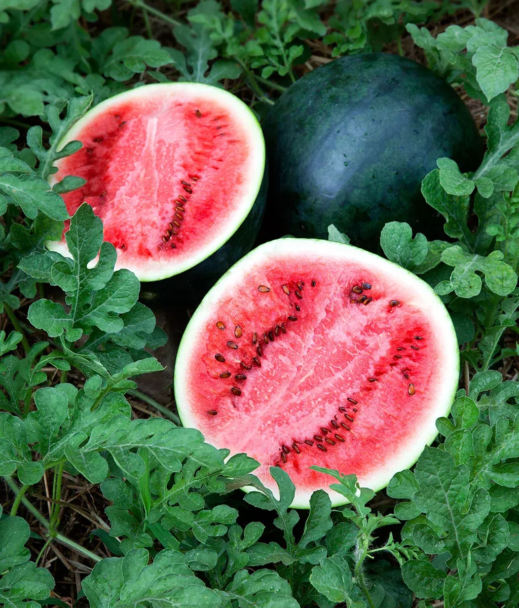 watermelon-sugar-baby Watermelon, Sugar Baby