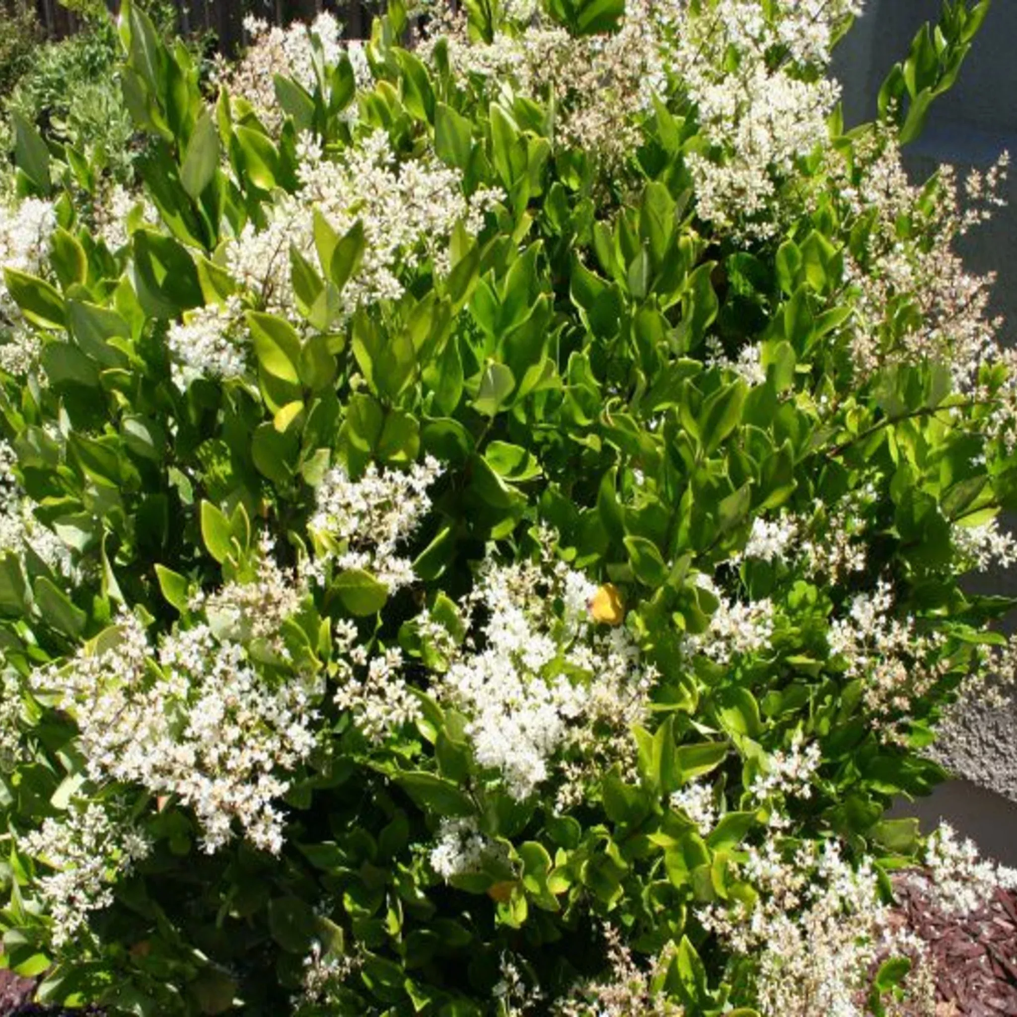 waxleaf-privet Waxleaf Privet