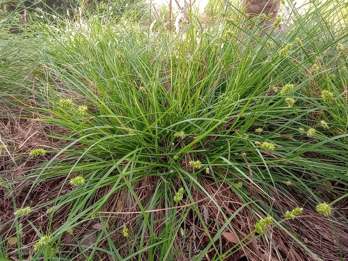 webberville-sedge Webberville Sedge