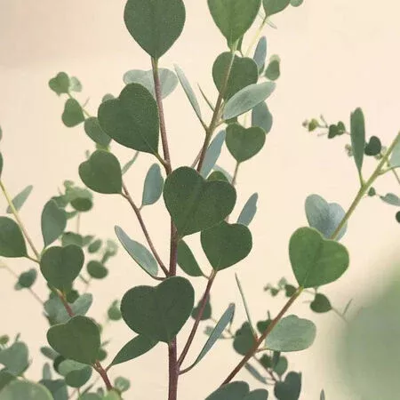 Webster's Mallee Eucalyptus Seeds