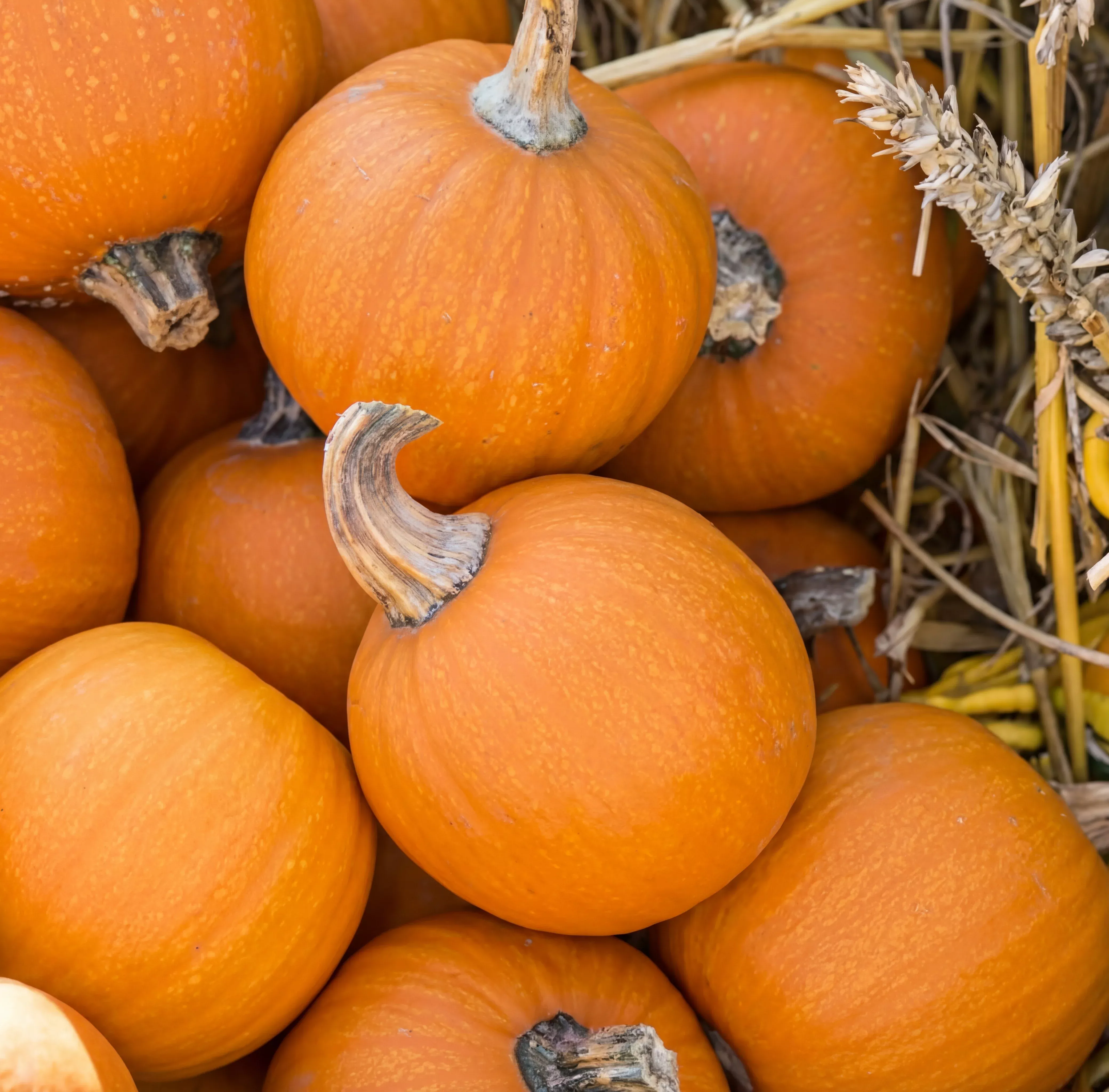 wee-b-little-pumpkin-seeds Wee-B-Little Pumpkin Seeds