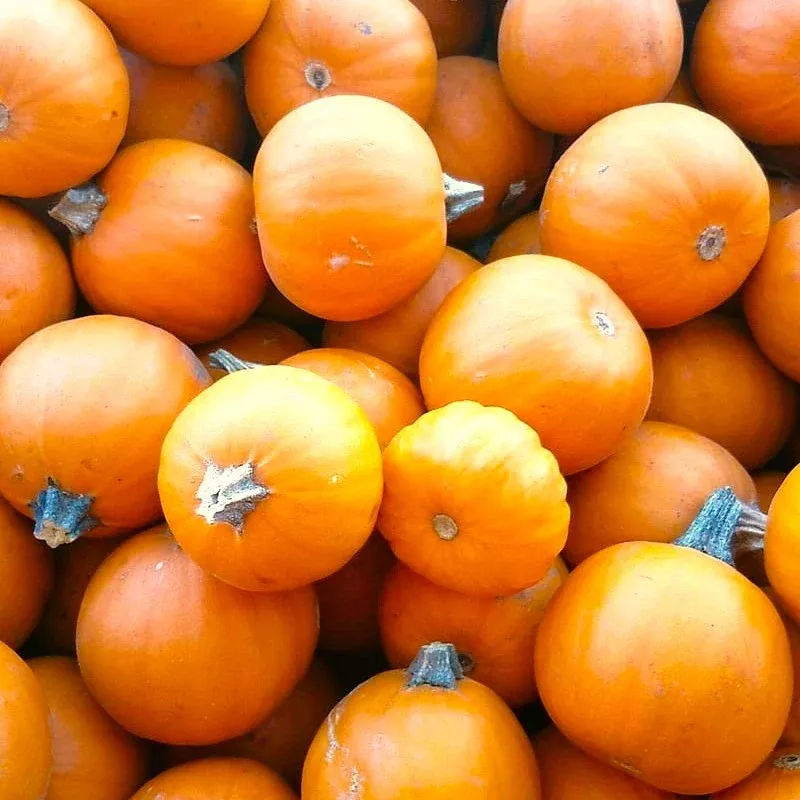wee-b-little-pumpkin Wee-B-Little Pumpkin