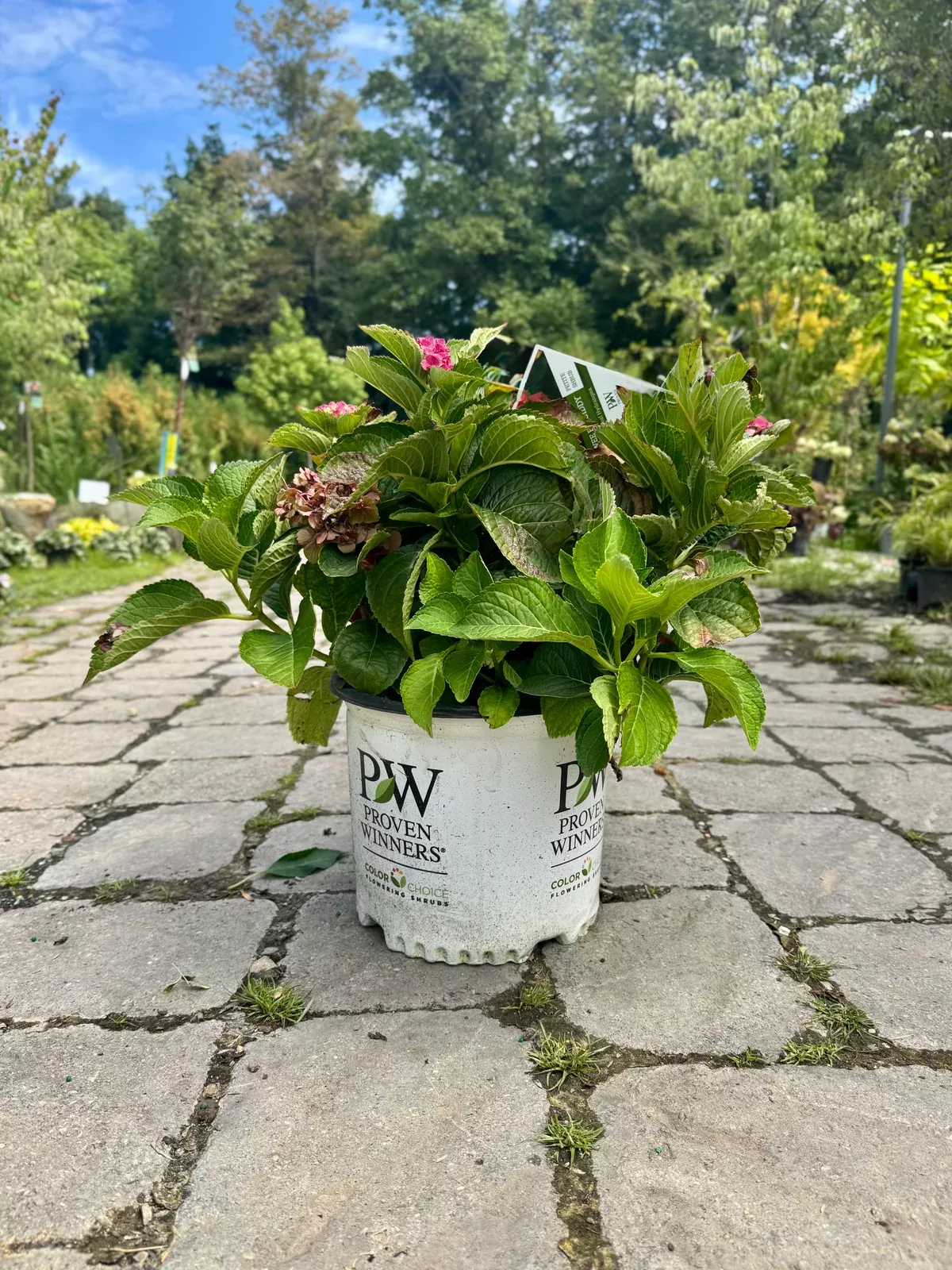 Wee Bit Giddy Hydrangea