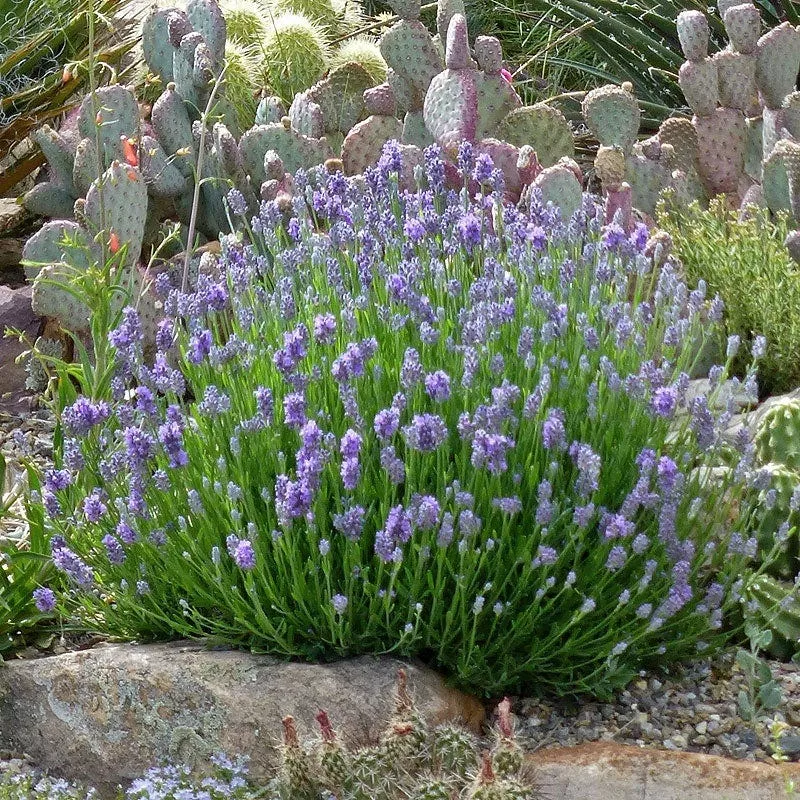 wee-one-dwarf-english-lavender Wee One Dwarf English Lavender
