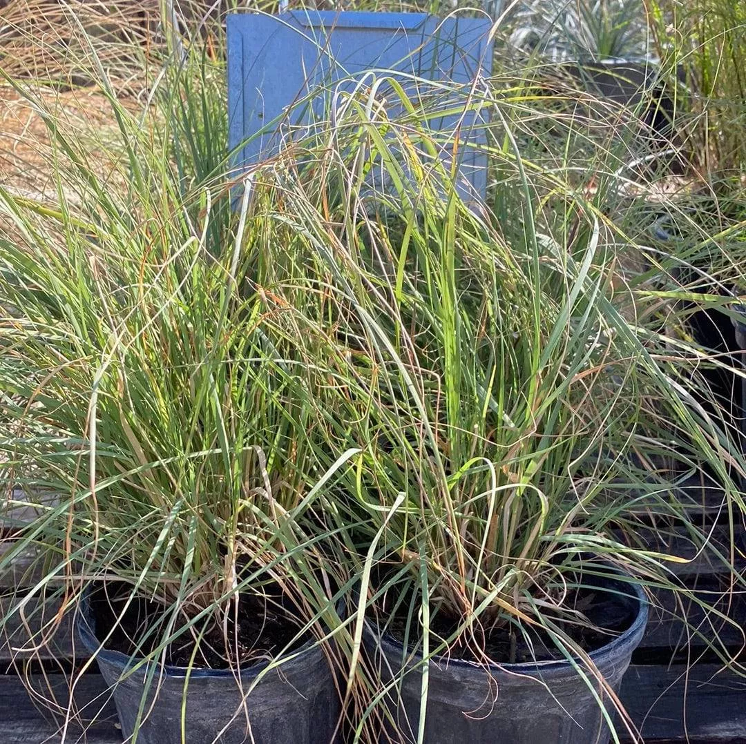 weeping-muhly Weeping Muhly