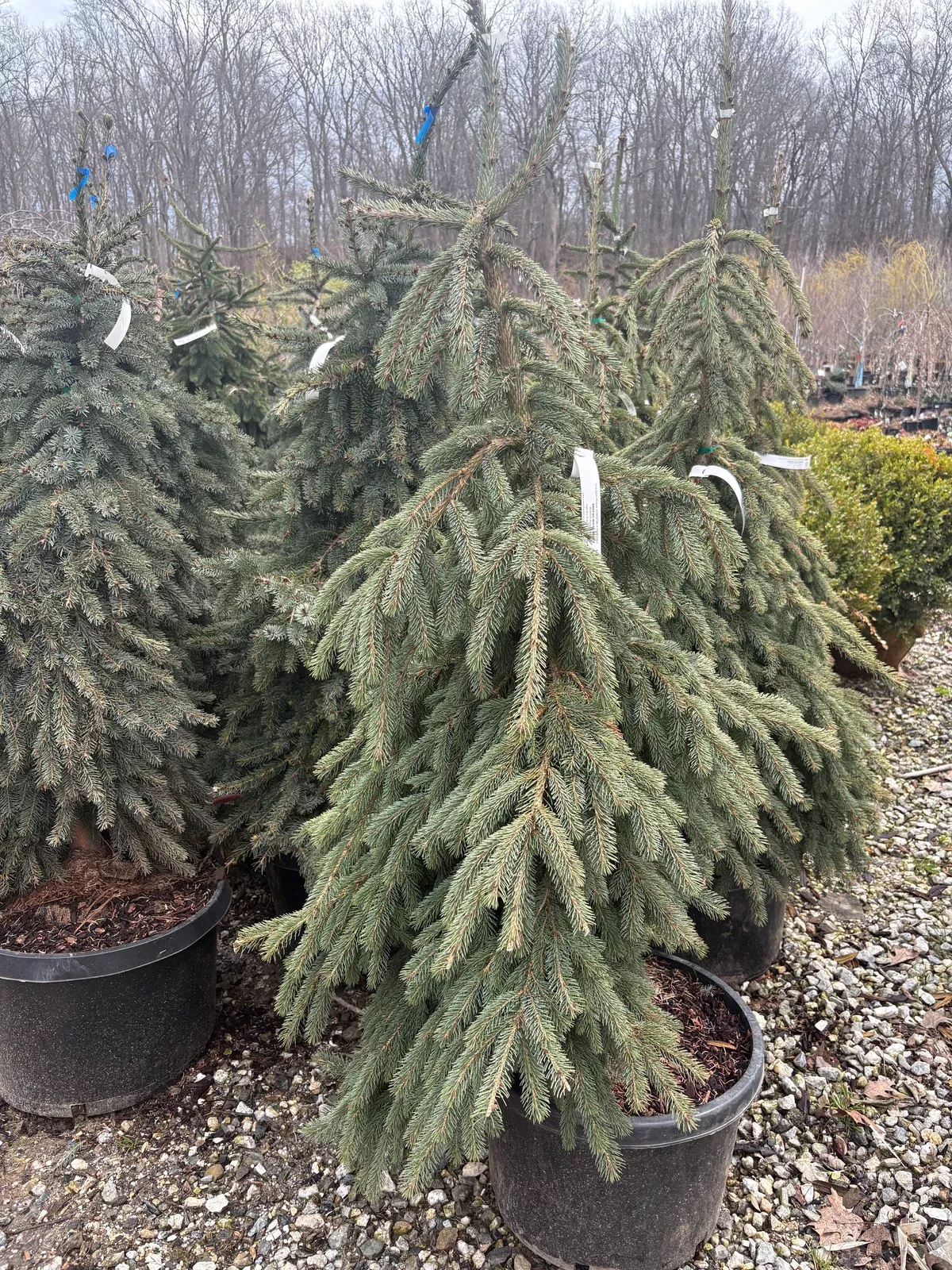 weeping-white-spruce Weeping White Spruce