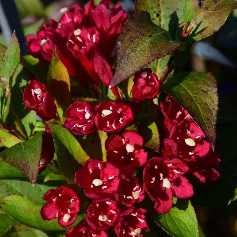 Weigela 'Maroon Swoon'
