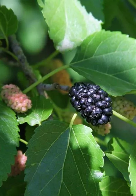wellington-mulberry Wellington Mulberry