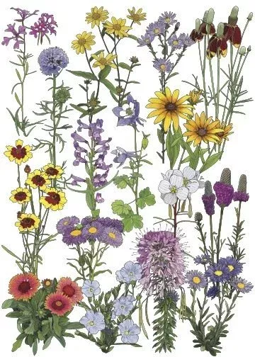 West Native Wildflower Seed Mix - 1oz to 1lb